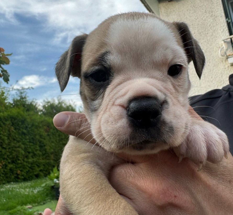 De La Reina De La Vera - Bulldog continental - Portée née le 17/04/2024